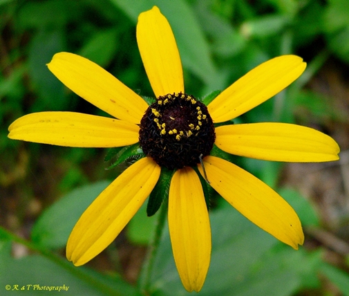 {Rudbeckia hirta}